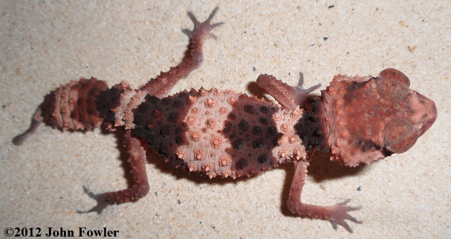 Pilbara Banded Knob-tailed Gecko